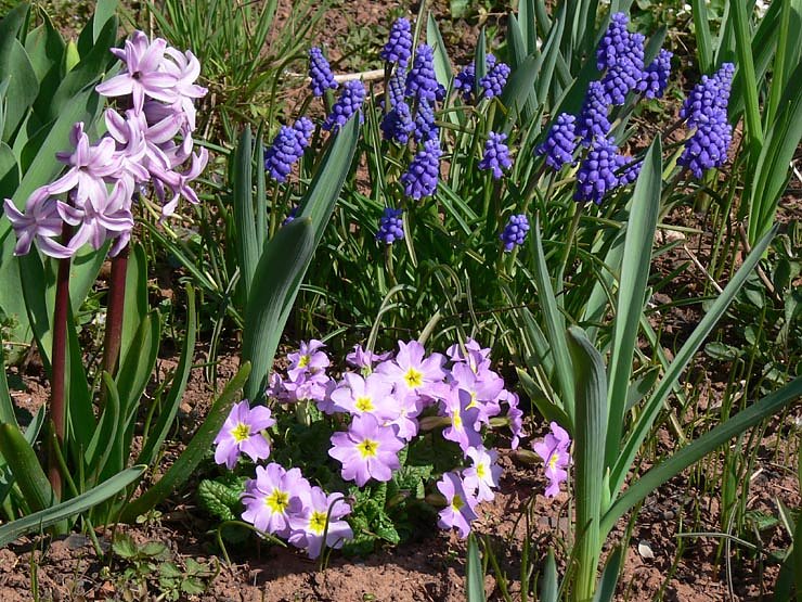 Fr&uuml;hlingserwachen