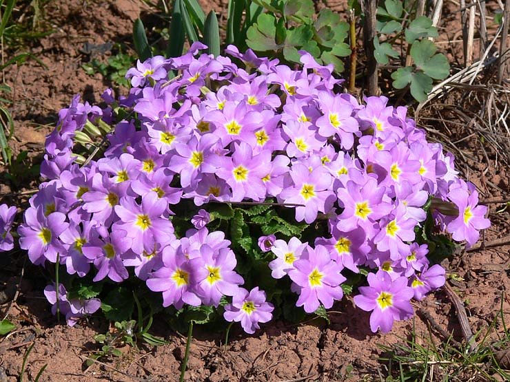 Fr&uuml;hlingserwachen