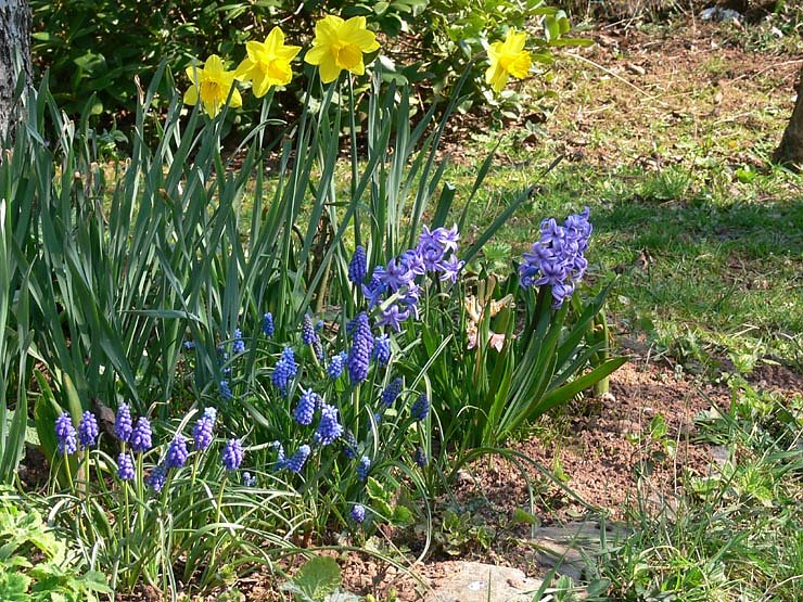 Fr&uuml;hlingserwachen