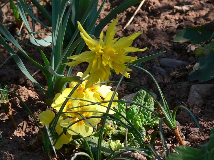 Fr&uuml;hlingserwachen