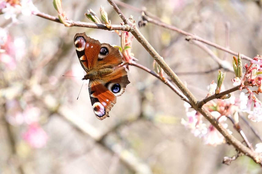 Fr&uuml;hlingserwachen in der Promenade