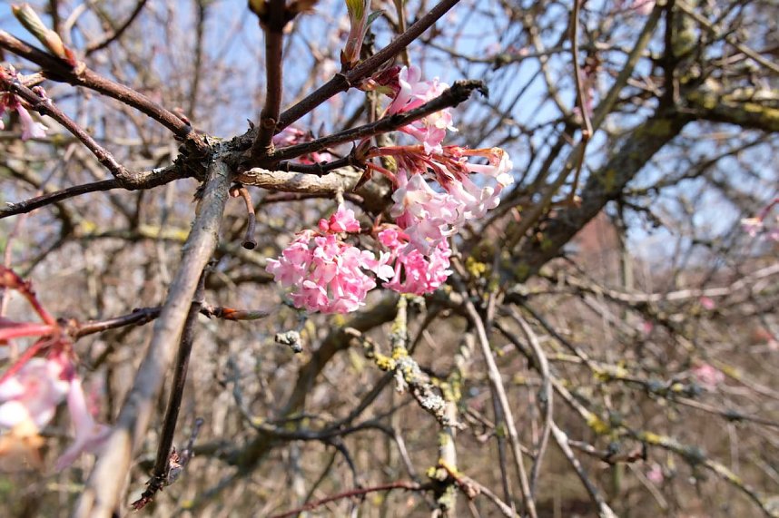 Fr&uuml;hlingserwachen in der Promenade