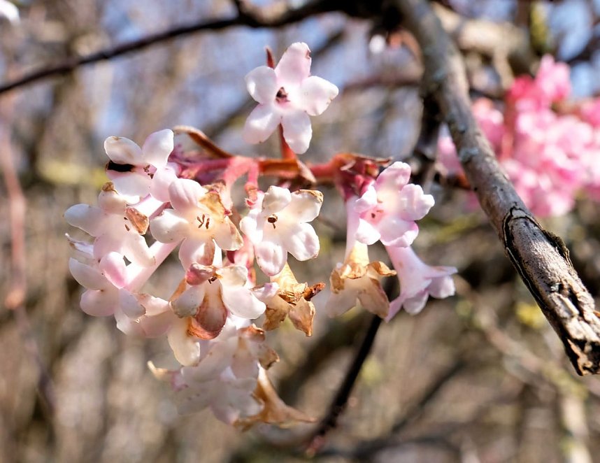 Fr&uuml;hlingserwachen in der Promenade