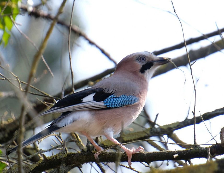 Fr&uuml;hlingserwachen in der Promenade