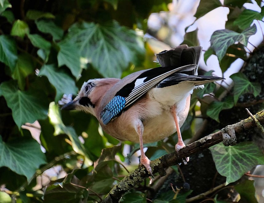 Fr&uuml;hlingserwachen in der Promenade