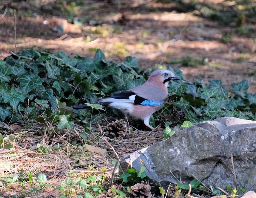 Fr&uuml;hlingserwachen in der Promenade