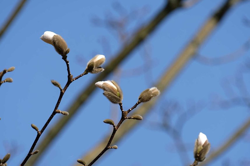 Fr&uuml;hlingserwachen in der Promenade