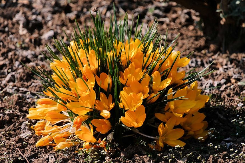 Fr&uuml;hlingserwachen in der Promenade