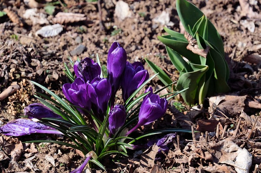 Fr&uuml;hlingserwachen in der Promenade
