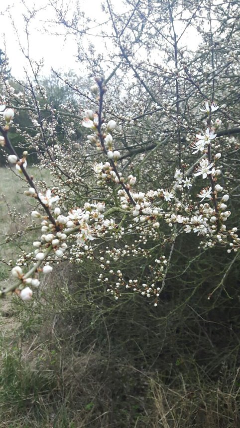 Der Harzklub Auleben l&auml;dt in diesem Jahr wieder zur Fr&uuml;hlingswanderung