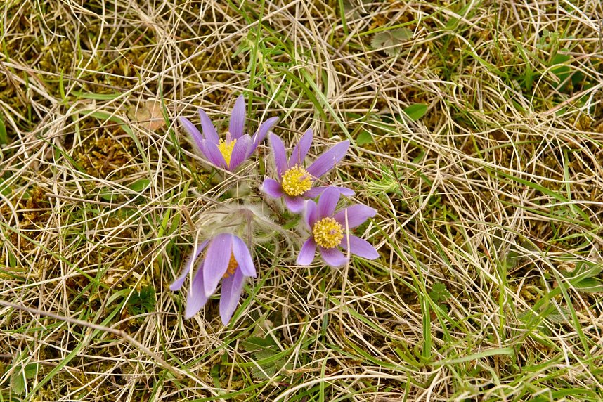 Der Harzklub Auleben l&auml;dt in diesem Jahr wieder zur Fr&uuml;hlingswanderung