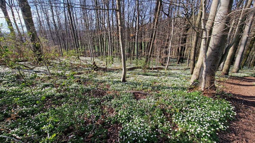 Buschwindr&ouml;schen wohin das Auge blickt