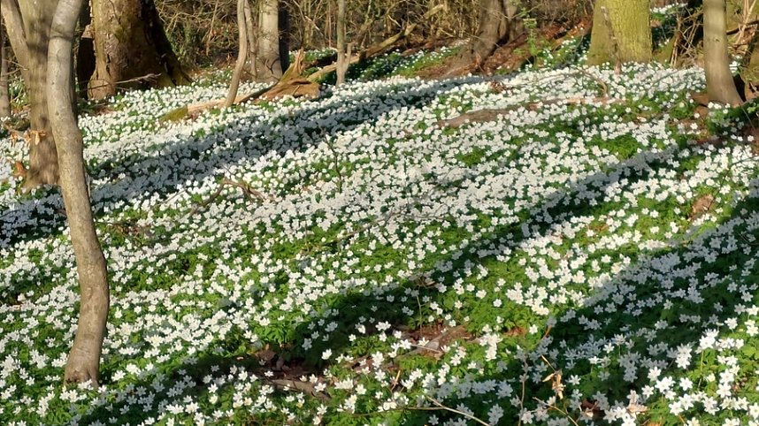 Buschwindr&ouml;schen wohin das Auge blickt