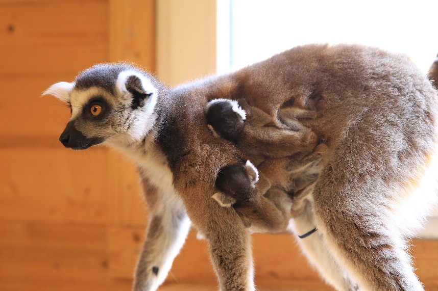 Kattaweibchen adoptiert fremdes Affenbaby