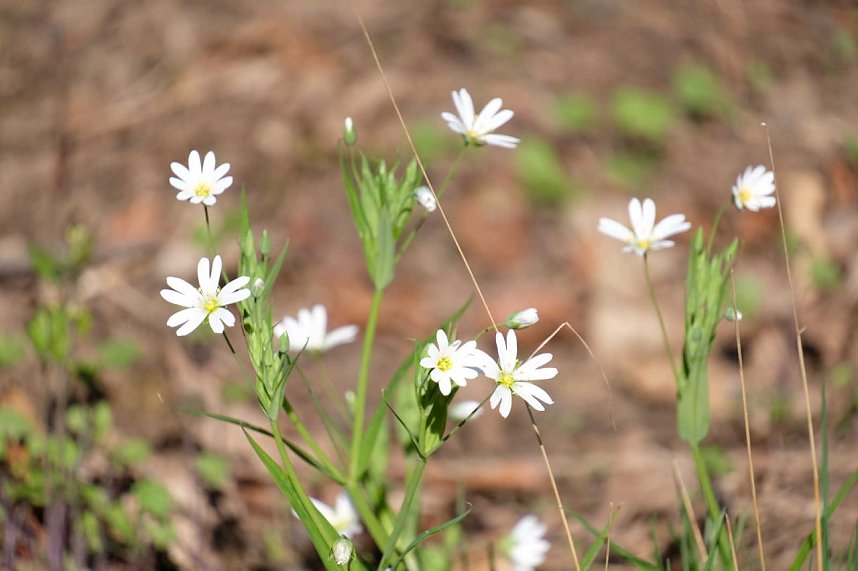 Peter Blei auf Osterspaziergang