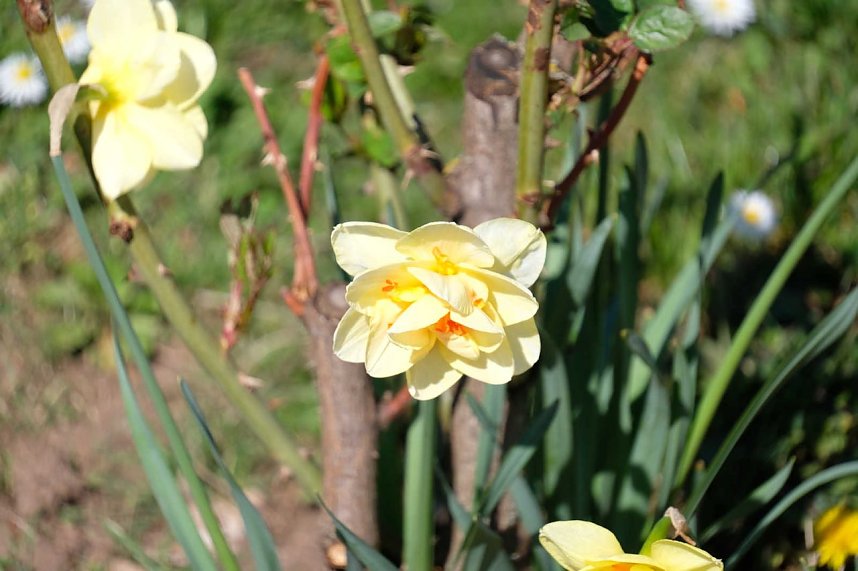 Peter Blei auf Osterspaziergang