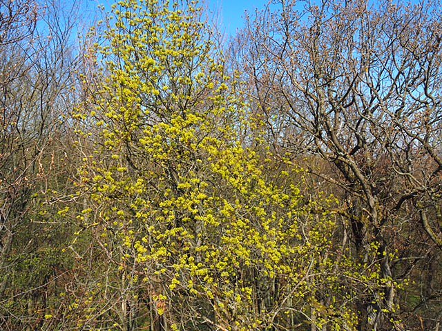 Auf dem Baumkronenpfad