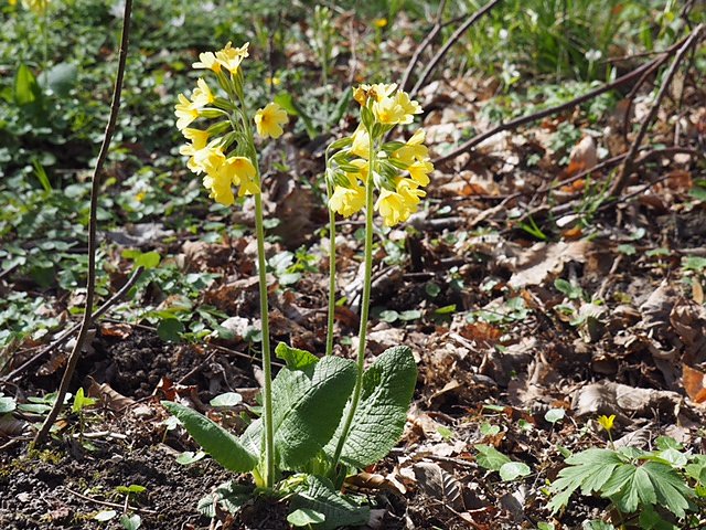 Auf dem Baumkronenpfad