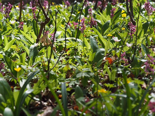 Auf dem Baumkronenpfad
