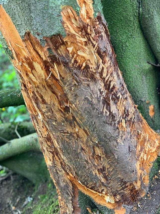 Hier ist der Biber zuhause