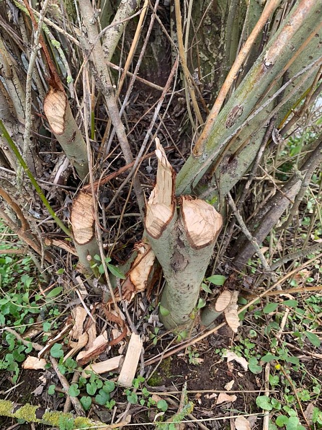 Hier ist der Biber zuhause