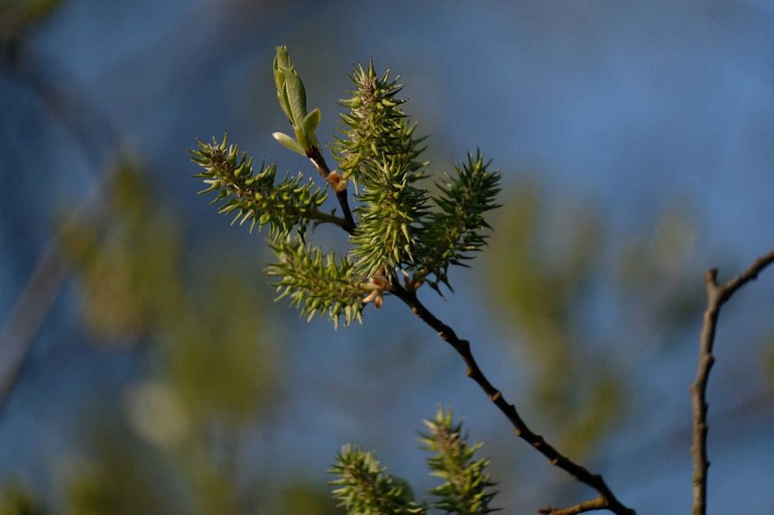 Abendspaziergang mit neuem Objektiv