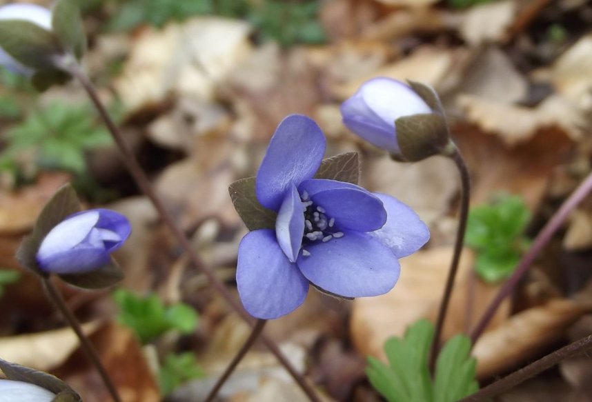 Der Fotowettbewerb soll die Pflanzenwelt in den Fokus nehmen