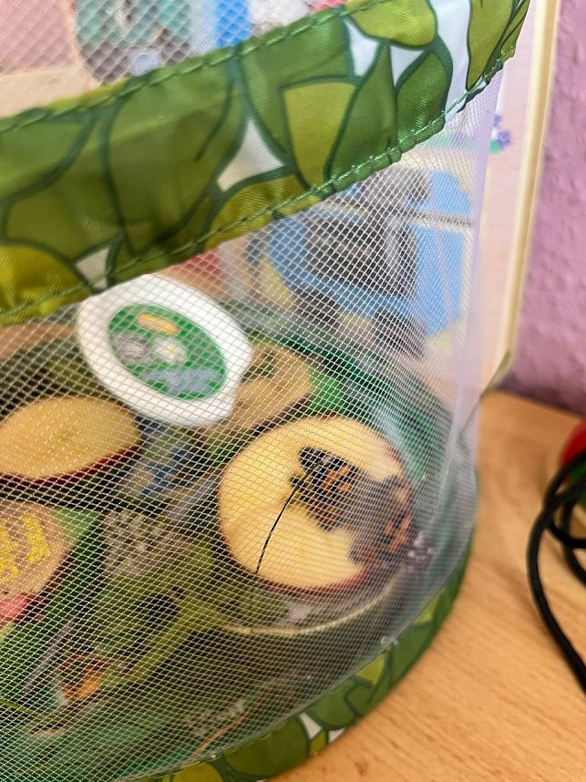 Schmetterlingsprojekt im Kindergarten