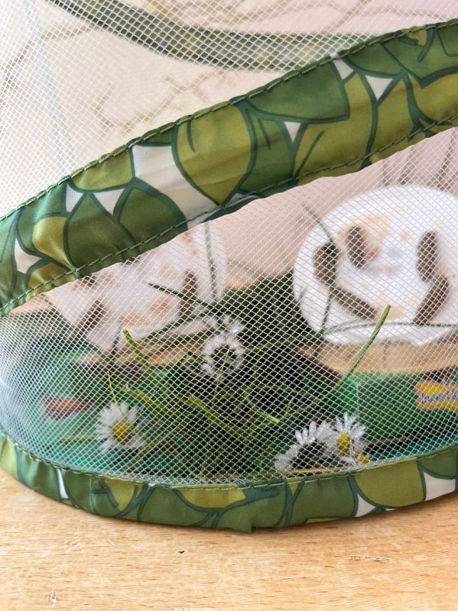 Schmetterlingsprojekt im Kindergarten