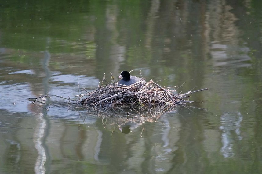 Sie br&uuml;ten noch!