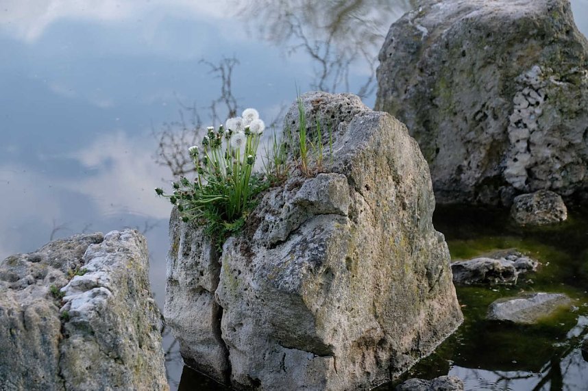Sie br&uuml;ten noch!
