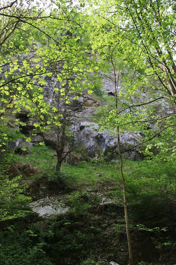 Auf dem Feuersalamanderpfad