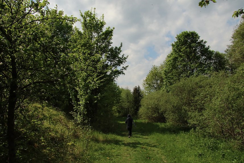 Auf dem Feuersalamanderpfad