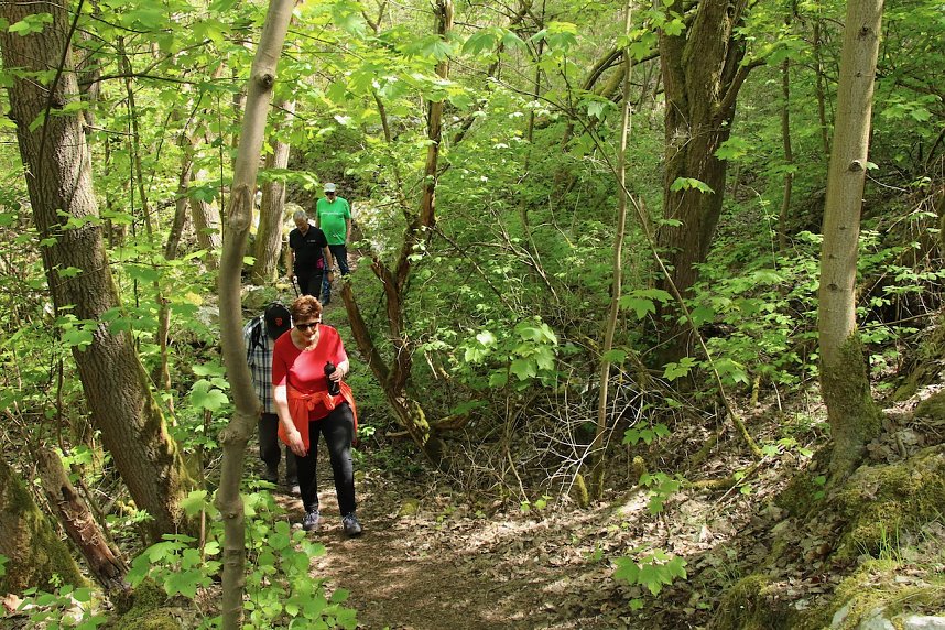 Auf dem Feuersalamanderpfad