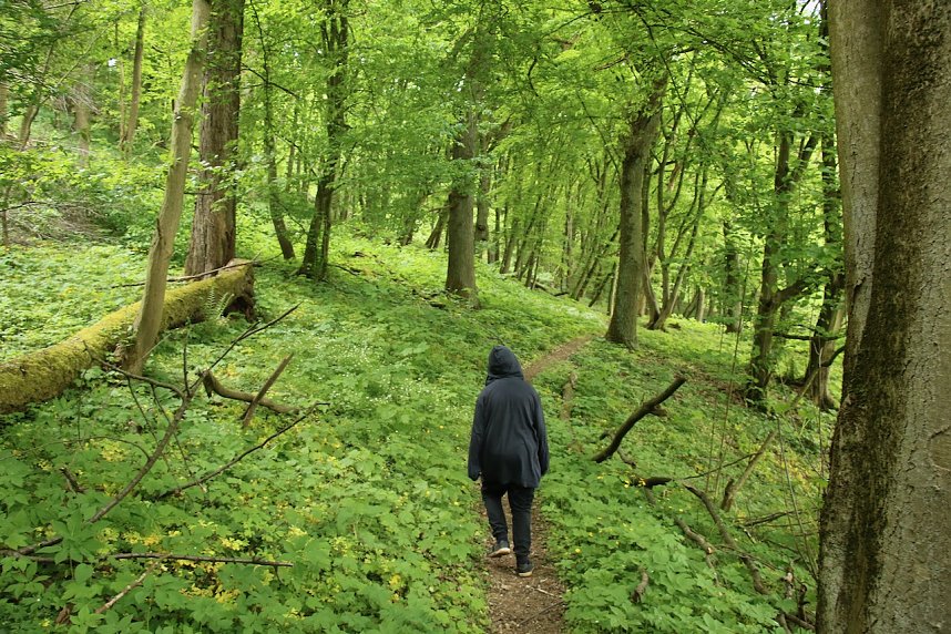 Auf dem Feuersalamanderpfad