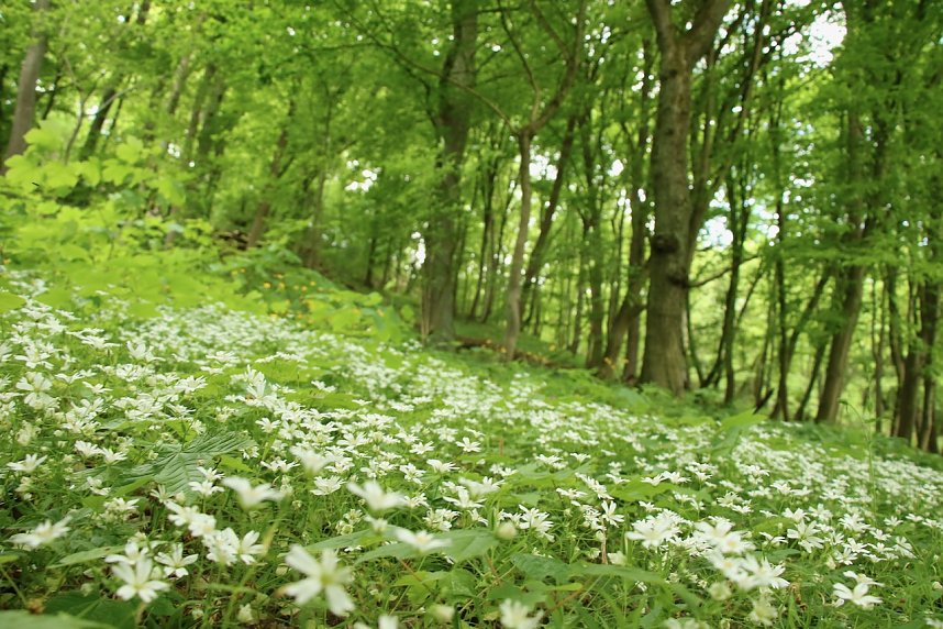 Auf dem Feuersalamanderpfad