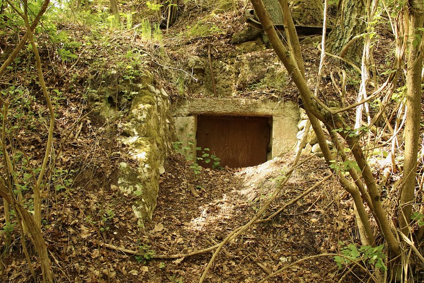 Auf dem Feuersalamanderpfad