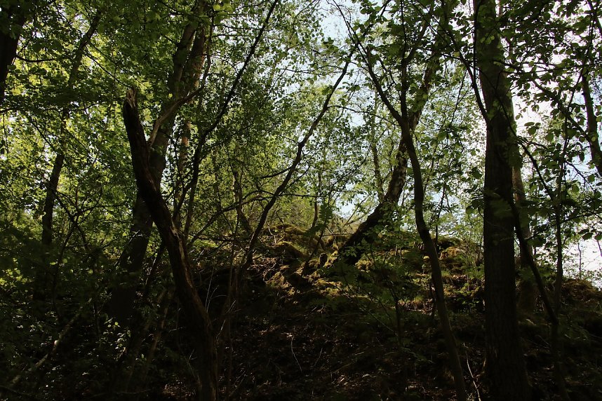 Auf dem Feuersalamanderpfad