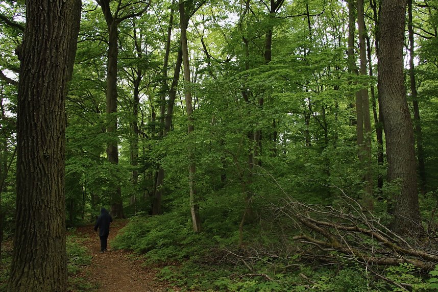 Auf dem Feuersalamanderpfad