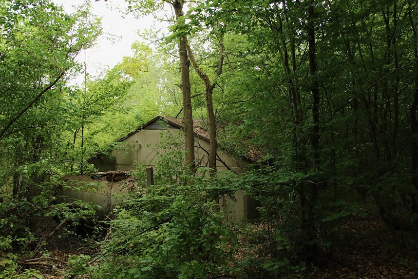 Auf dem Feuersalamanderpfad