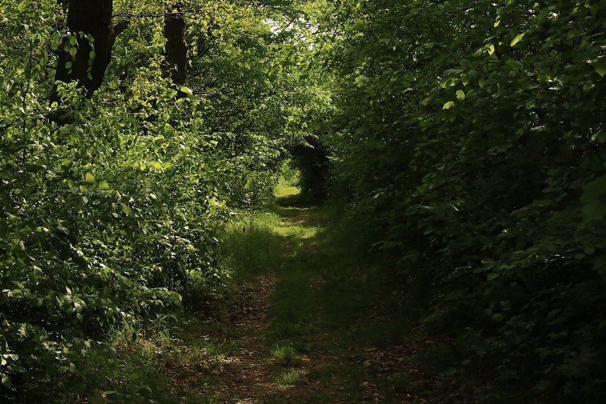 Auf dem Feuersalamanderpfad