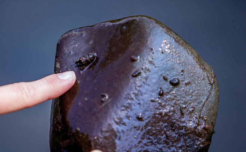 &Ouml;kologische Exkursion zur Zorge