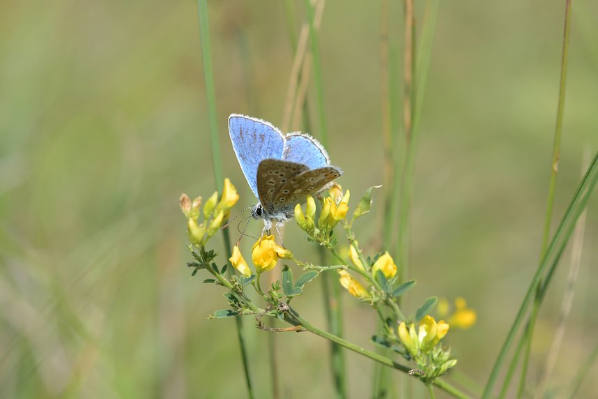 Tag der biologischen Vielfalt am 22. Mai
