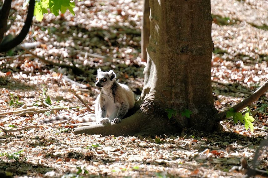Peter Blei unterwegs im Affenpark