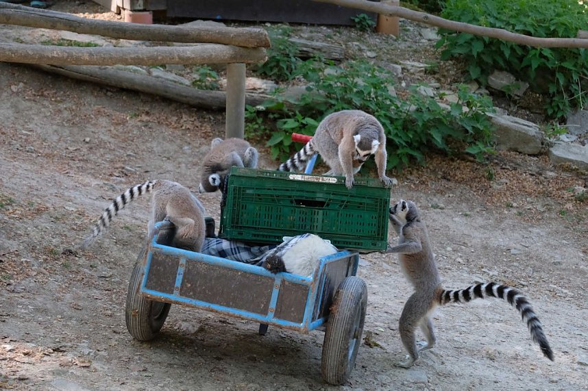 Peter Blei unterwegs im Affenpark