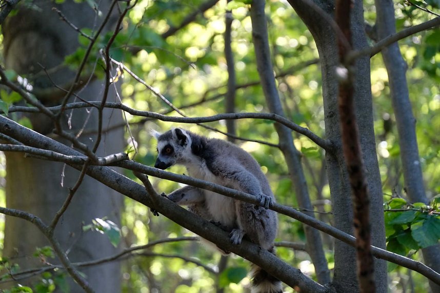 Peter Blei unterwegs im Affenpark