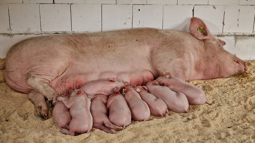 Landwirtschaft zum Staunen und Anfassen