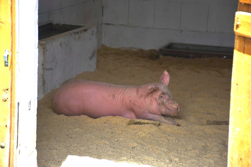 Hoffest der Van Asten Tierzucht