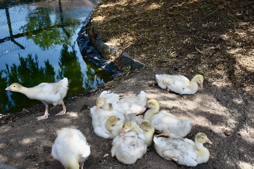 Hoffest der Van Asten Tierzucht