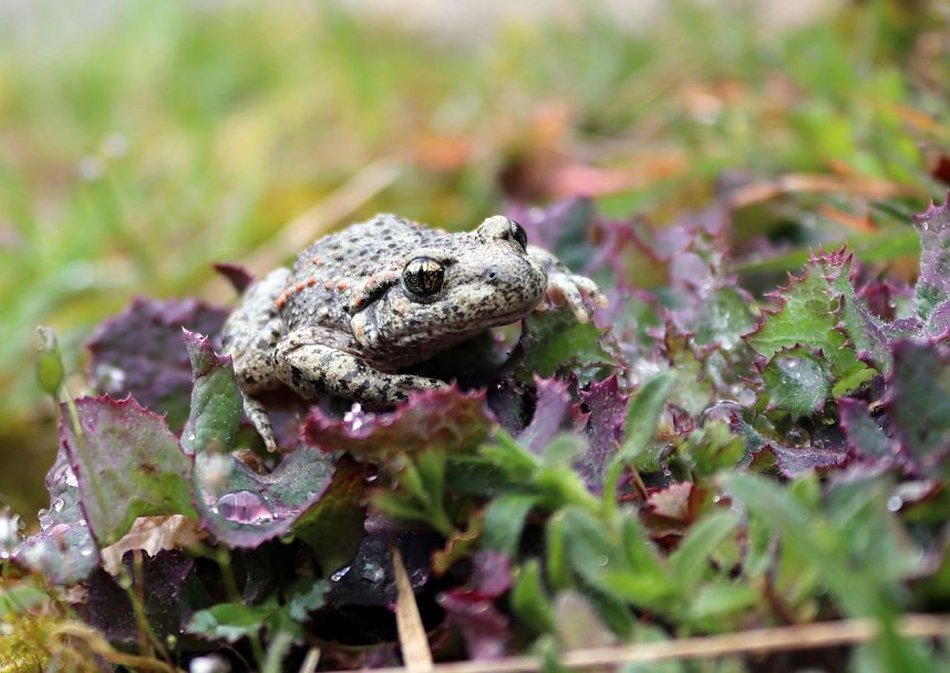 Natur pur erleben im Teichthal